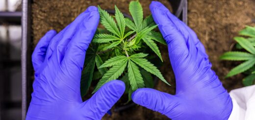 La_culture_du_chanvre_:_en_pleine_expansion_en_France